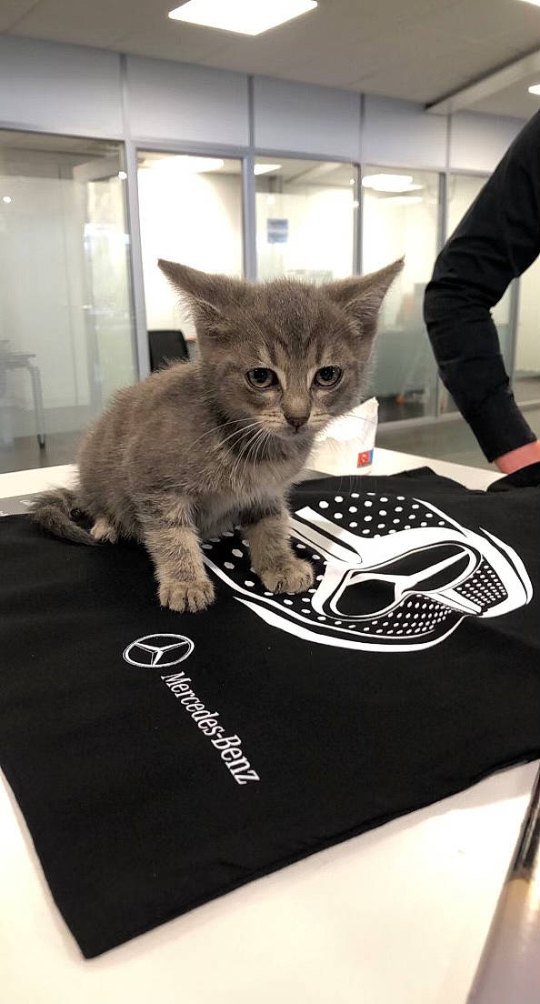 Mia a rejoint le concours — aidez-le/la à gagner de superbes lots ! automotive_design, box, carnivore, cat, claw, domestic_short_haired_cat, felidae, font, fur, gadget, logo, paw, small_to_medium_sized_cats, snout, tail, whiskers