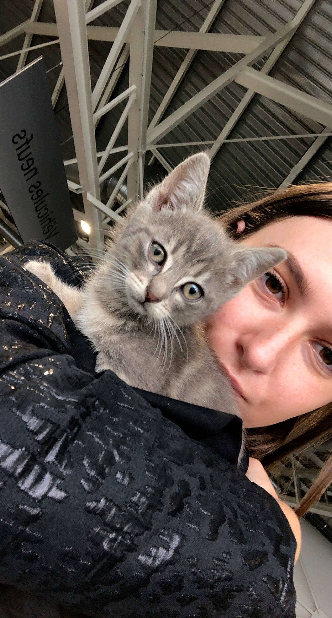 Mia participe au concours pour gagner de l'argent avec cette photo : carnivore, cat, claw, domestic_short_haired_cat, eye, felidae, fur, mammal, paw, selfie, sitting, small_to_medium_sized_cats, smile, snout, vertebrate, whiskers