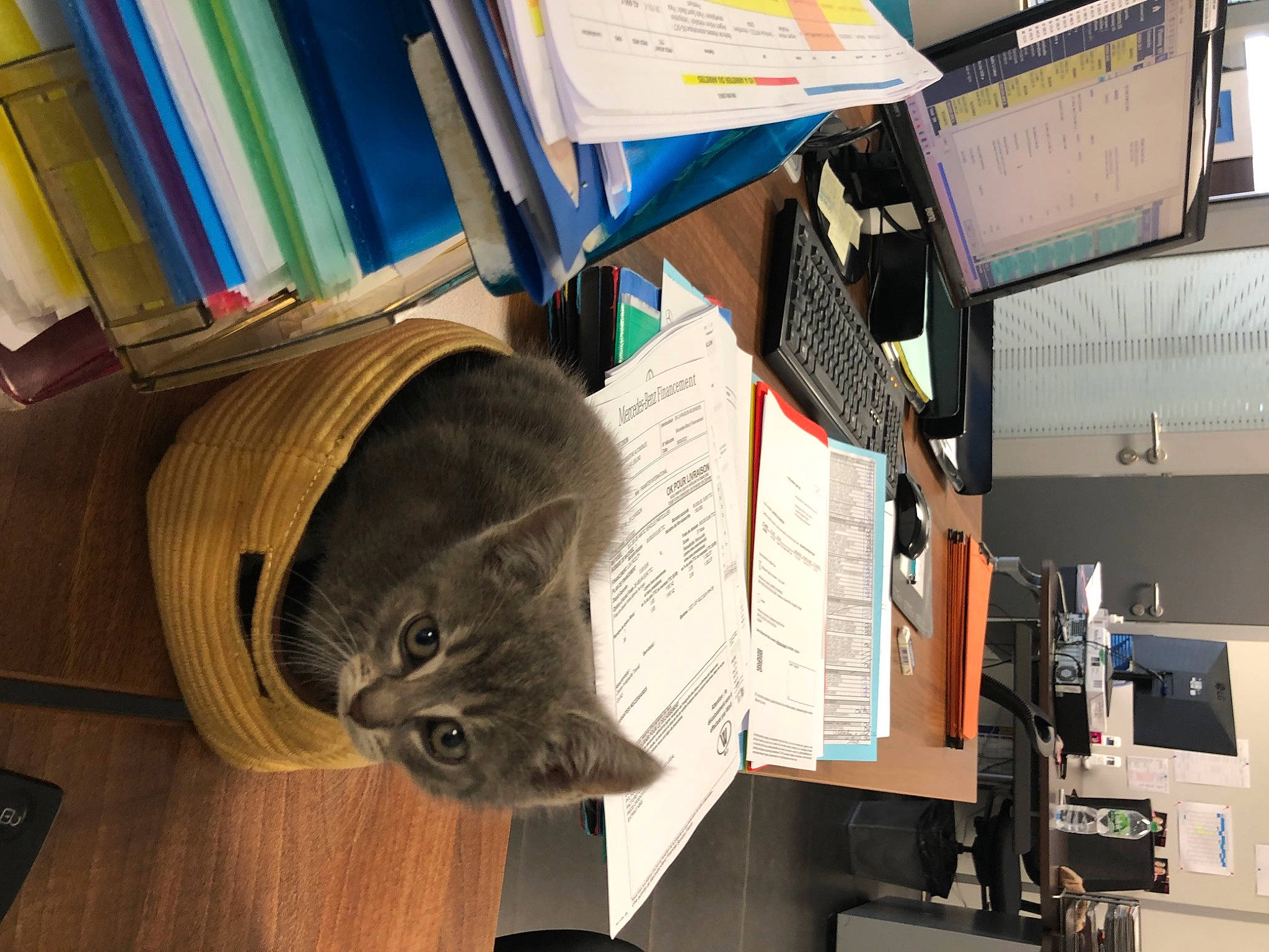 Mia participe au concours pour gagner de l'argent avec cette photo : art, audio_equipment, bag, box, cardboard, carnivore, cat, computer, computer_hardware, desktop_computer, domestic_short_haired_cat, engineering, felidae, fur, machine, personal_computer, room, small_to_medium_sized_cats, whiskers, wood