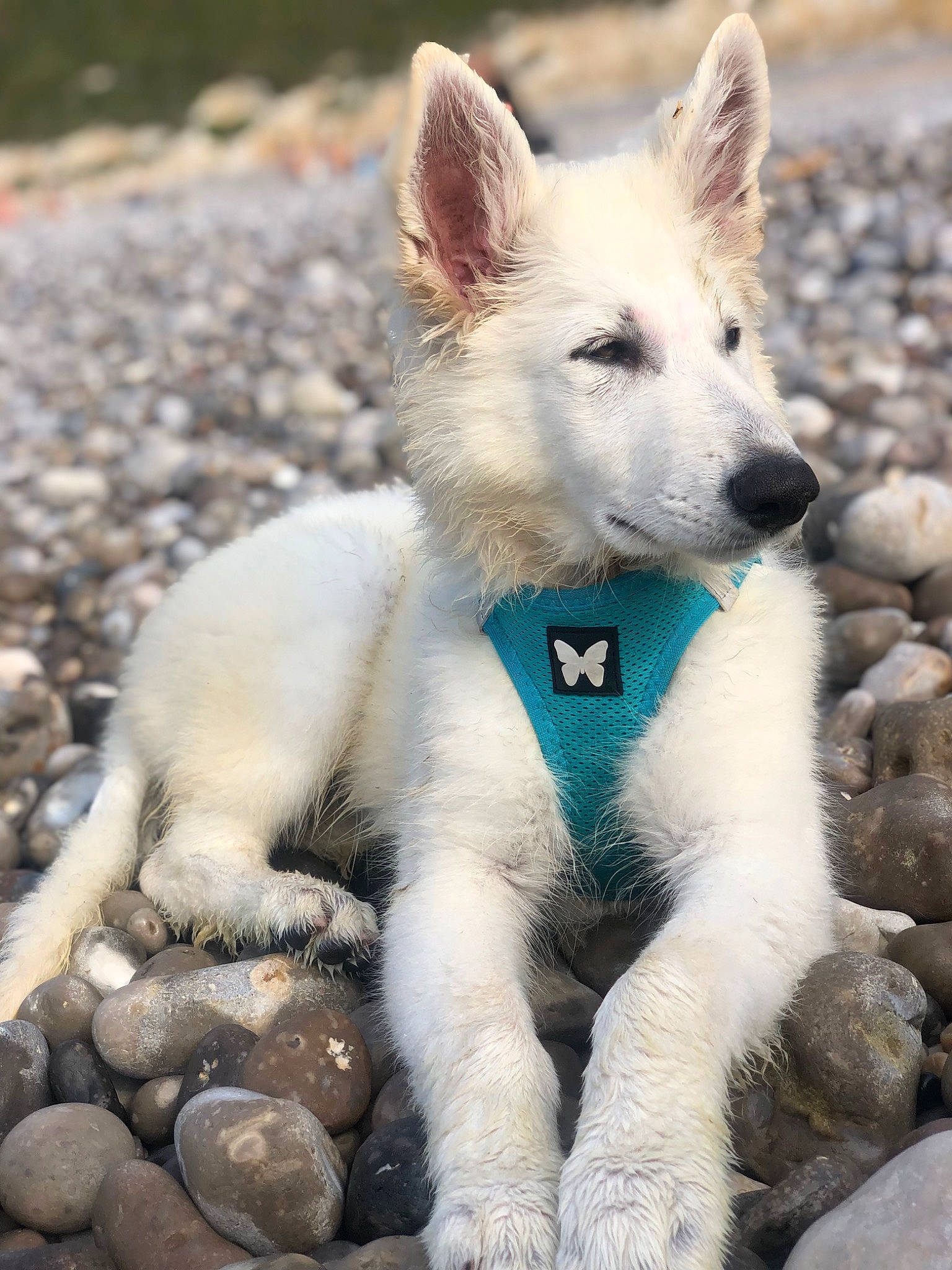 Sky a rejoint le concours — aidez-le/la à gagner de superbes lots ! canidae, carnivore, companion_dog, dog, dog_breed, fawn, fur, non_sporting_group, snout, soil, sporting_group, tail, terrestrial_animal, wildlife