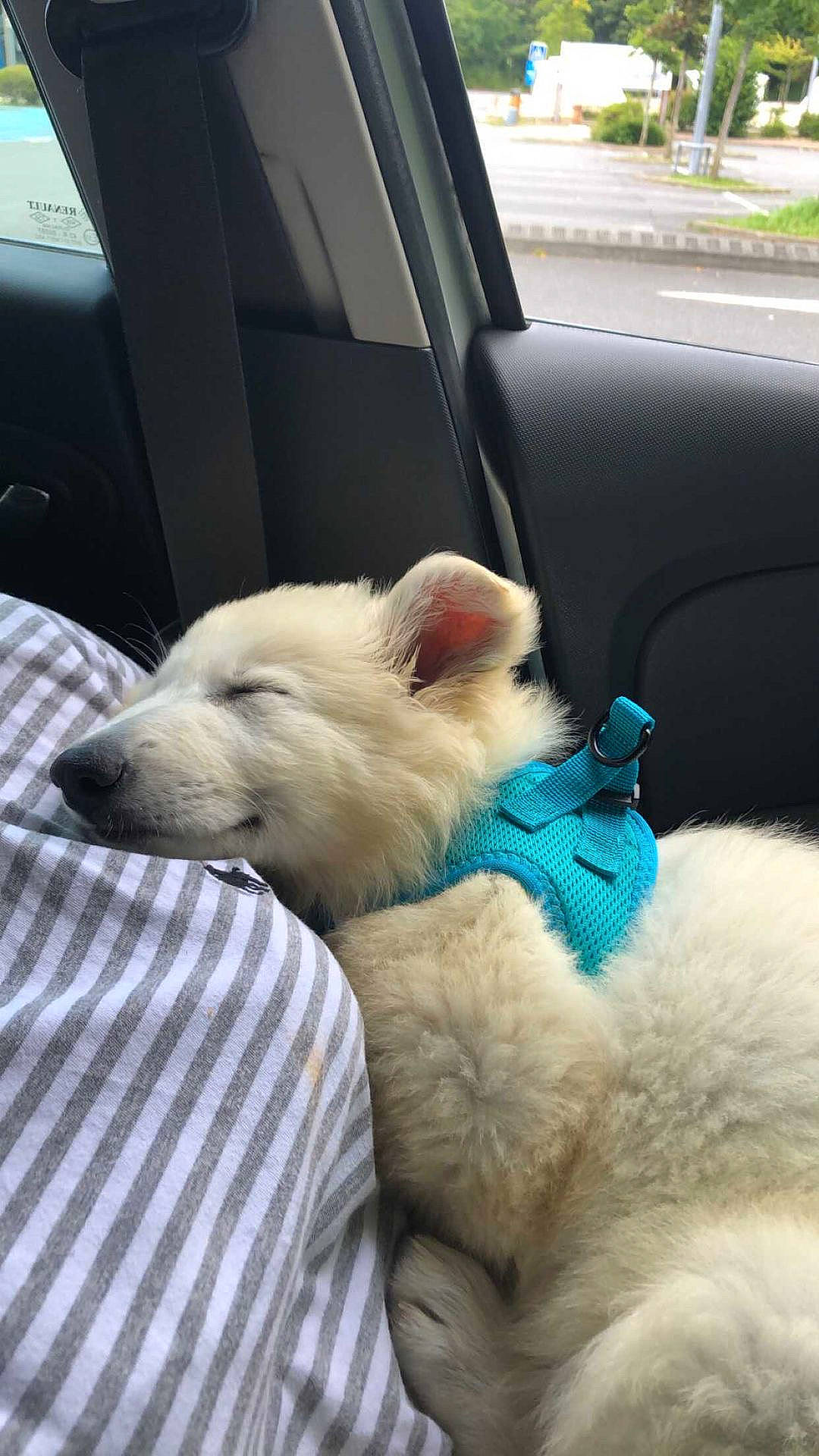 Sky participe au concours pour gagner de l'argent avec cette photo : auto_part, automotive_exterior, canidae, car_seat, carnivore, comfort, companion_dog, dog, dog_breed, fawn, felidae, fur, mammal, nap, snout, sporting_group, tail, vehicle_door, whiskers, windshield