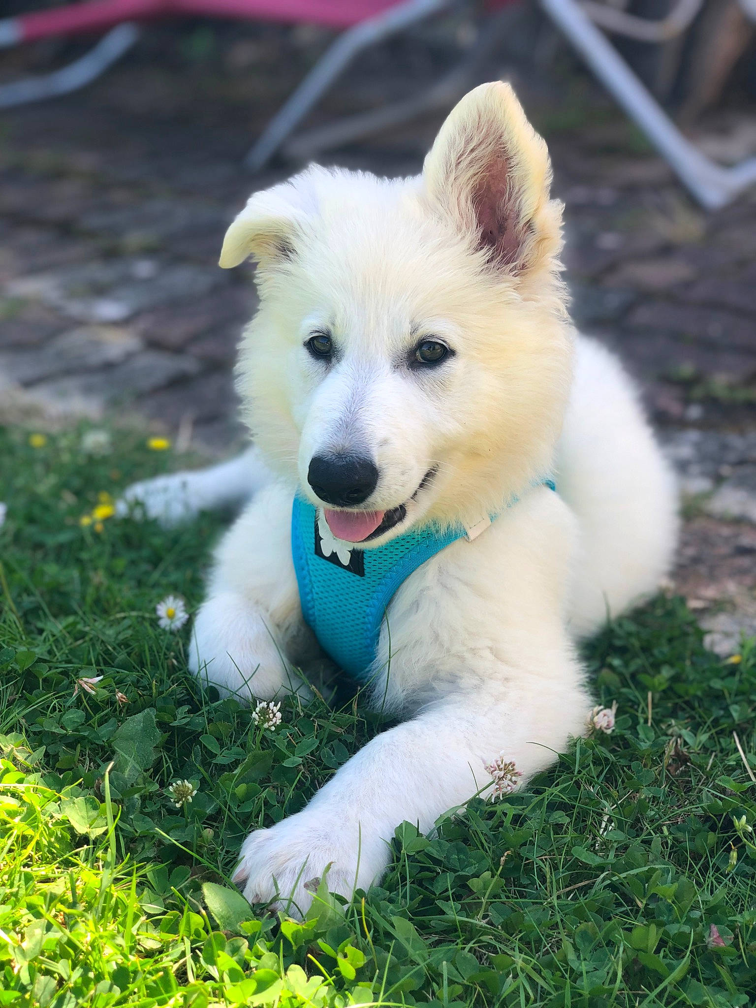 Sky a rejoint le concours — aidez-le/la à gagner de superbes lots ! ancient_dog_breeds, canidae, carnivore, companion_dog, dog, dog_breed, fur, grass, non_sporting_group, plant, snout, sporting_group, tail, terrestrial_animal, working_dog