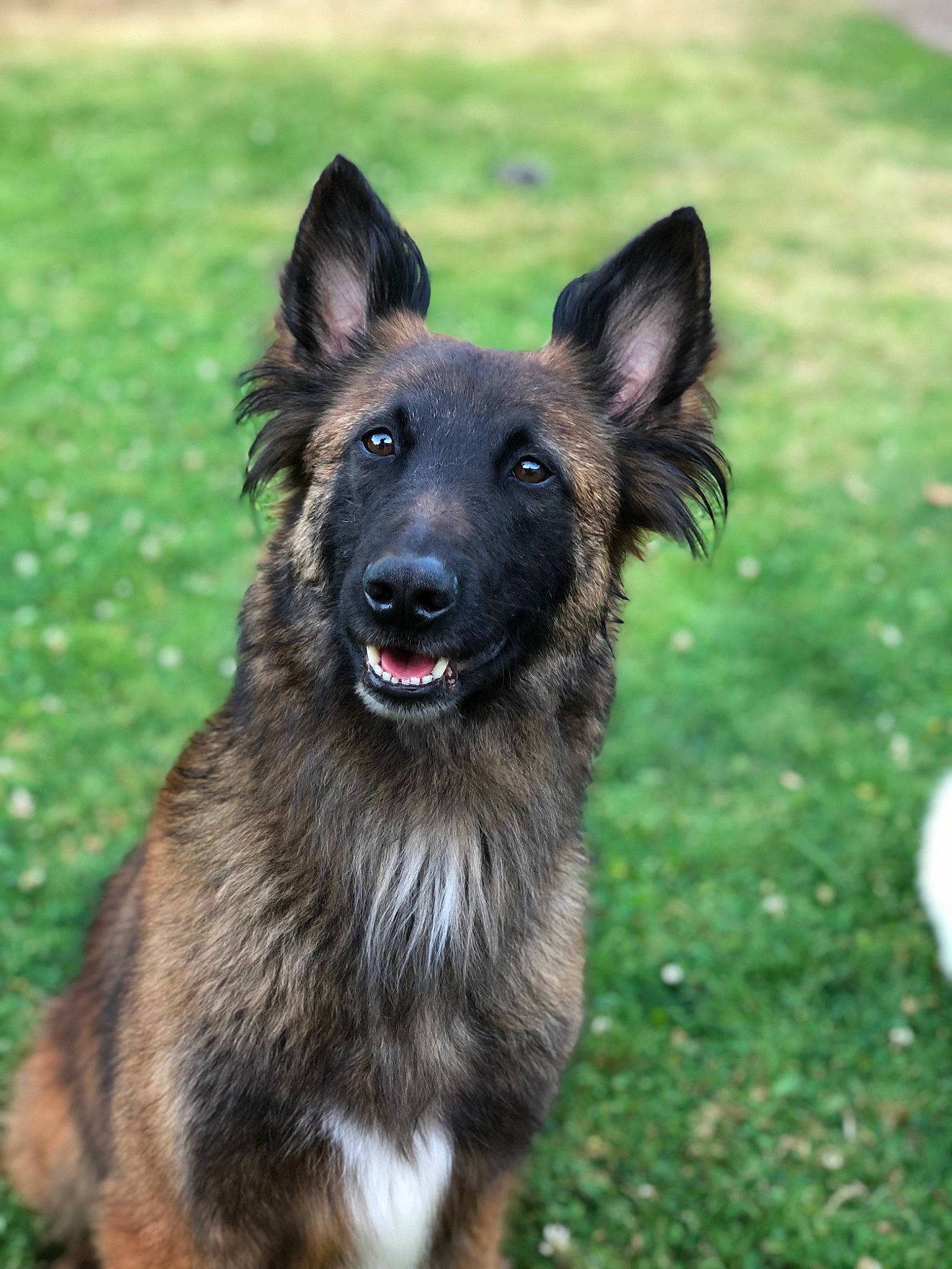 Nala a rejoint le concours — aidez-le/la à gagner de superbes lots ! canidae, carnivore, companion_dog, dog, dog_breed, dog_supply, east_european_shepherd, german_shepherd_dog, grass, herding_dog, king_shepherd, old_german_shepherd_dog, snout, sporting_group, terrestrial_animal, working_animal, working_dog