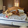 bed, bedroom, blanket, brown_wall, curtain, dog, golden_retriever, indoor, light, mattress, pet, pillow, plush_toy, resting, sunlight, two_dogs, wall_decal, window, wood_floor, wooden_headboard