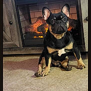Hunter is registered to the contest to win money with this photo: dog, french_bulldog, pet, indoor, floor, fireplace, cozy, ears, black_and_tan, animal, sitting, looking, home, cute, companion, mammal, portrait, tile_floor, fur, domestic_animal