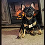 dog, french_bulldog, pet, indoor, floor, fireplace, cozy, ears, black_and_tan, animal, sitting, looking, home, cute, companion, mammal, portrait, tile_floor, fur, domestic_animal