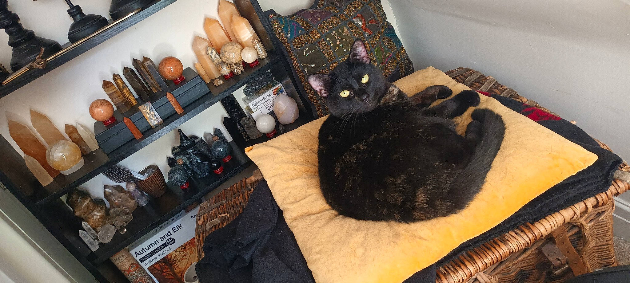 Monkey is registered to the contest to win money with this photo: bag, bed, bedding, black_cat, bombay, brown, carnivore, cat, comfort, couch, domestic_short_haired_cat, felidae, fur, lamp, linens, living_room, luggage_and_bags, room, small_to_medium_sized_cats, whiskers