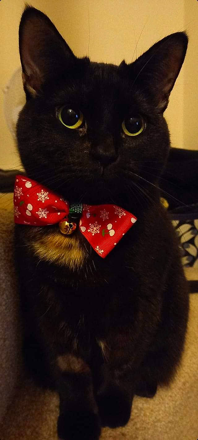 Monkey is registered to the contest to win money with this photo: black, black_cat, bombay, carmine, carnivore, cat, domestic_short_haired_cat, felidae, fur, iris, pet_supply, small_to_medium_sized_cats, snout, tail, terrestrial_animal, whiskers