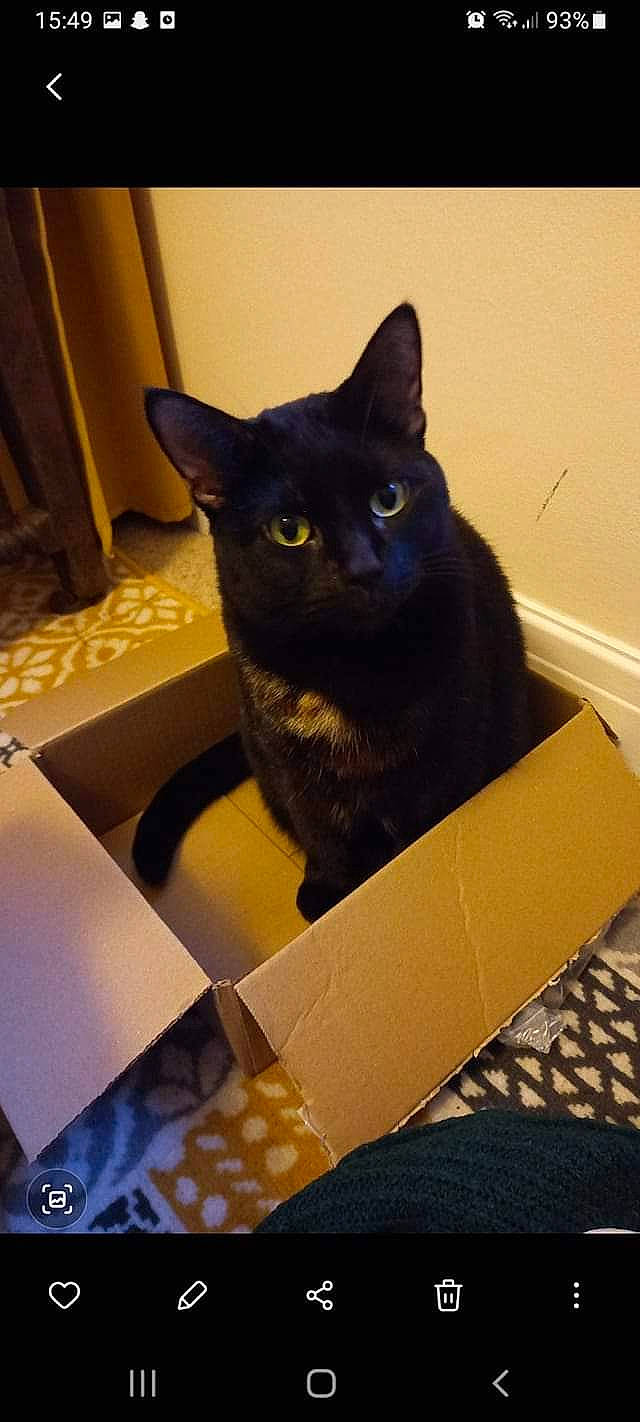 Monkey is registered to the contest to win money with this photo: black_cat, bombay, box, cardboard, carnivore, carton, cat, domestic_short_haired_cat, felidae, fur, packaging_and_labeling, paper_product, shipping_box, small_to_medium_sized_cats, snout, tail, whiskers, window, wood, working_animal