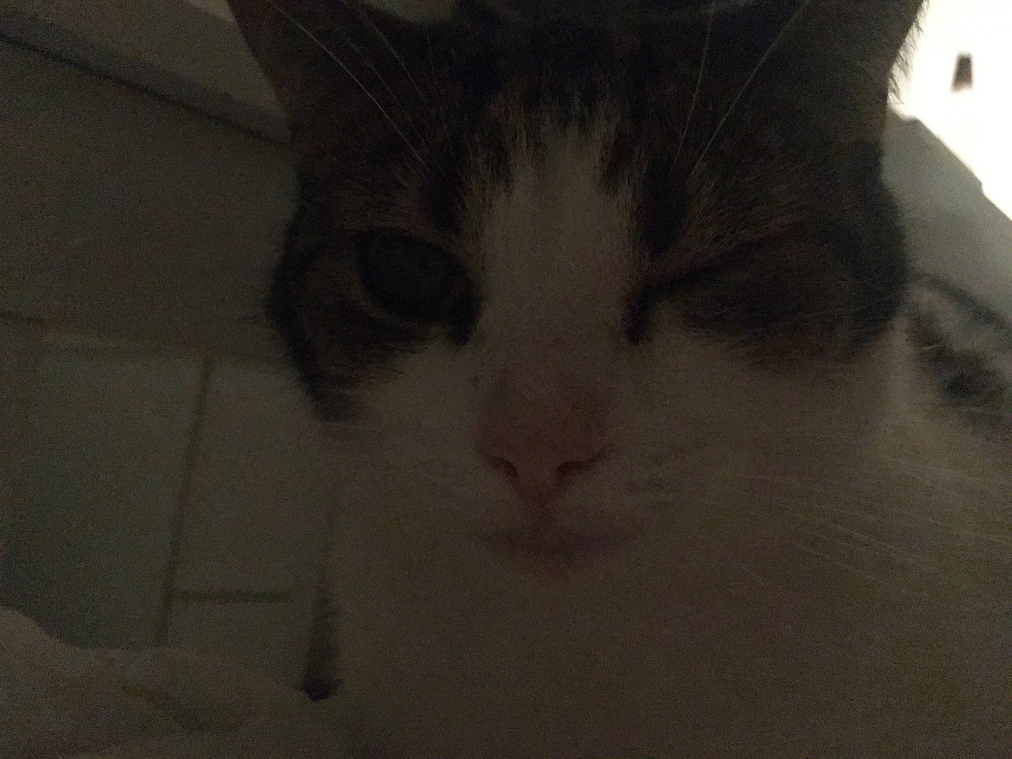 Candy joined the competition — help win amazing prizes! carnivore, cat, domestic_short_haired_cat, eye, felidae, fur, small_to_medium_sized_cats, snout, whiskers