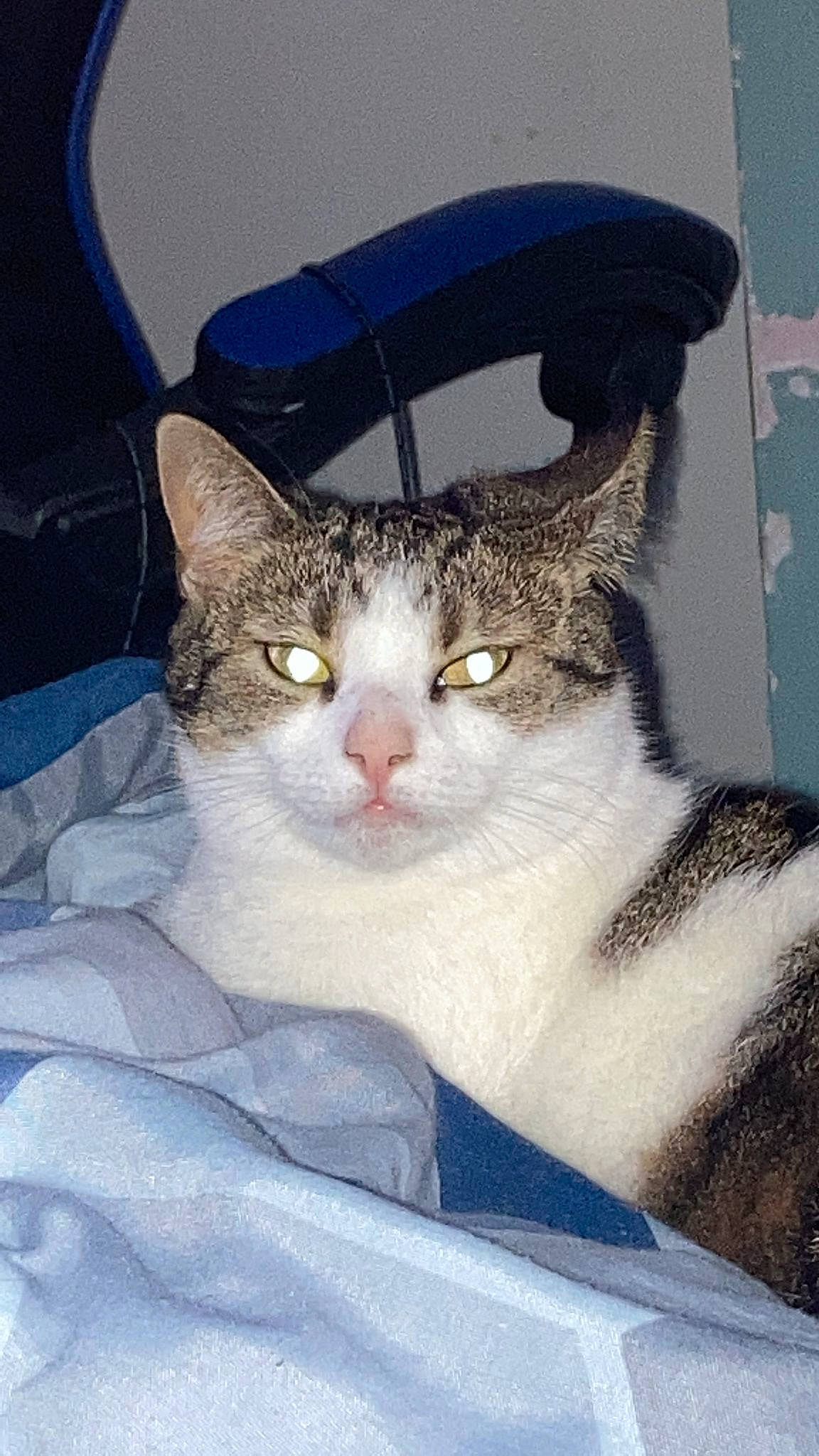 Candy is registered to the contest to win money with this photo: art, box, carnivore, cat, collar, domestic_short_haired_cat, felidae, fur, illustration, linens, paw, photo_caption, small_to_medium_sized_cats, snout, tail, whiskers