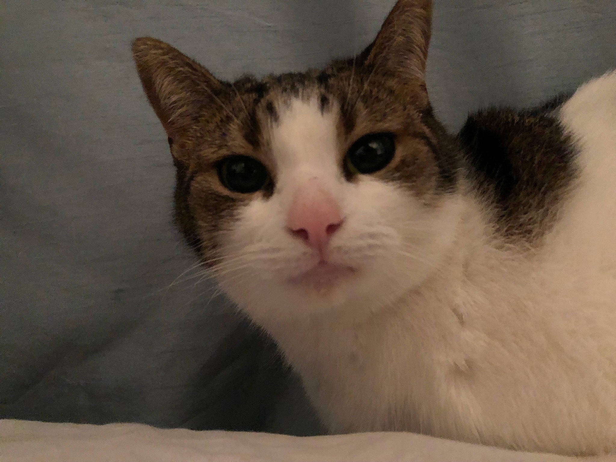 Candy joined the competition — help win amazing prizes! carnivore, cat, domestic_short_haired_cat, eye, felidae, fur, small_to_medium_sized_cats, snout, whiskers