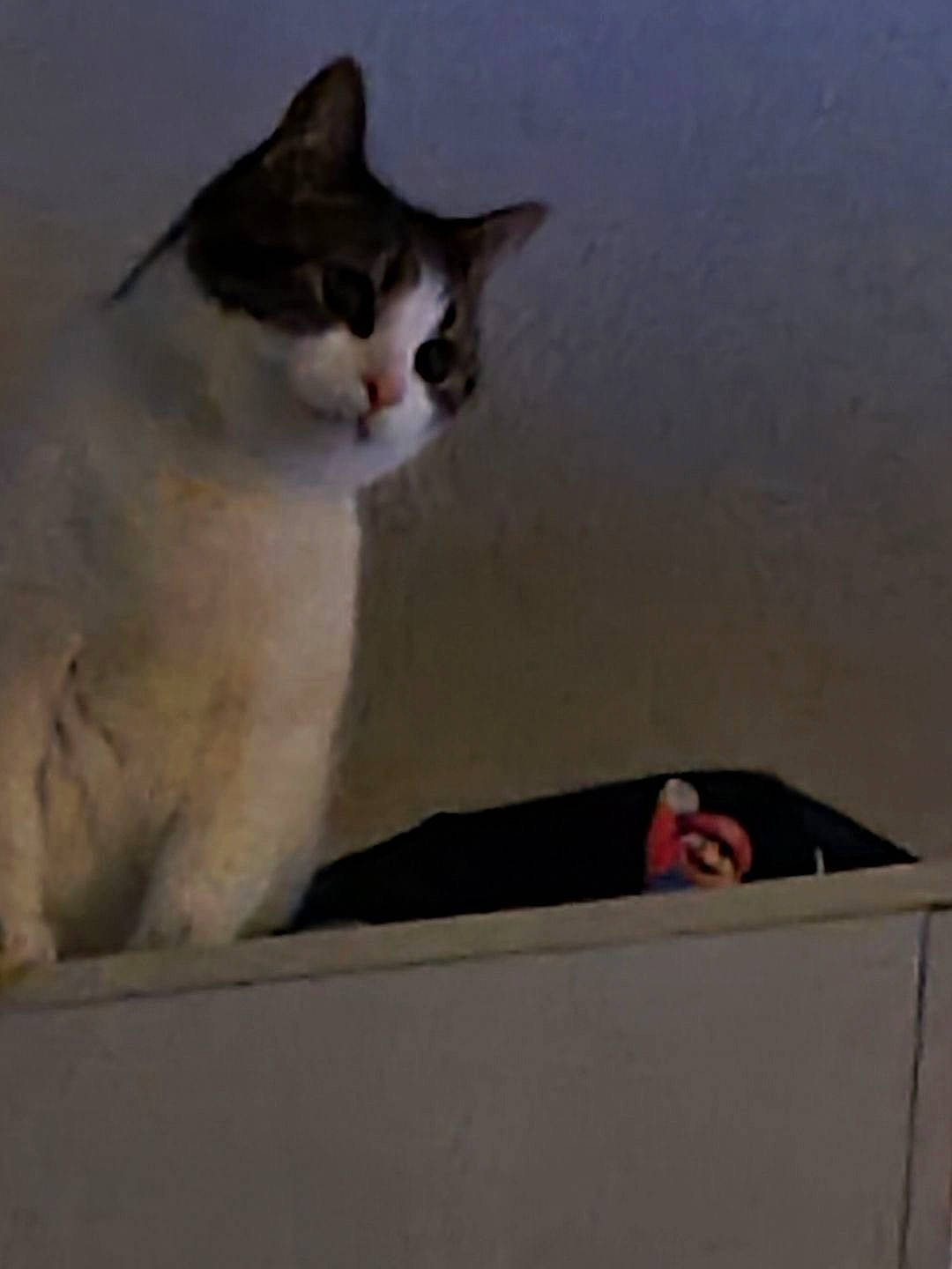 Candy is registered to the contest to win money with this photo: carnivore, cat, comfort, domestic_short_haired_cat, felidae, foot, fur, hardwood, paw, plaster, small_to_medium_sized_cats, tail, whiskers, window, wood