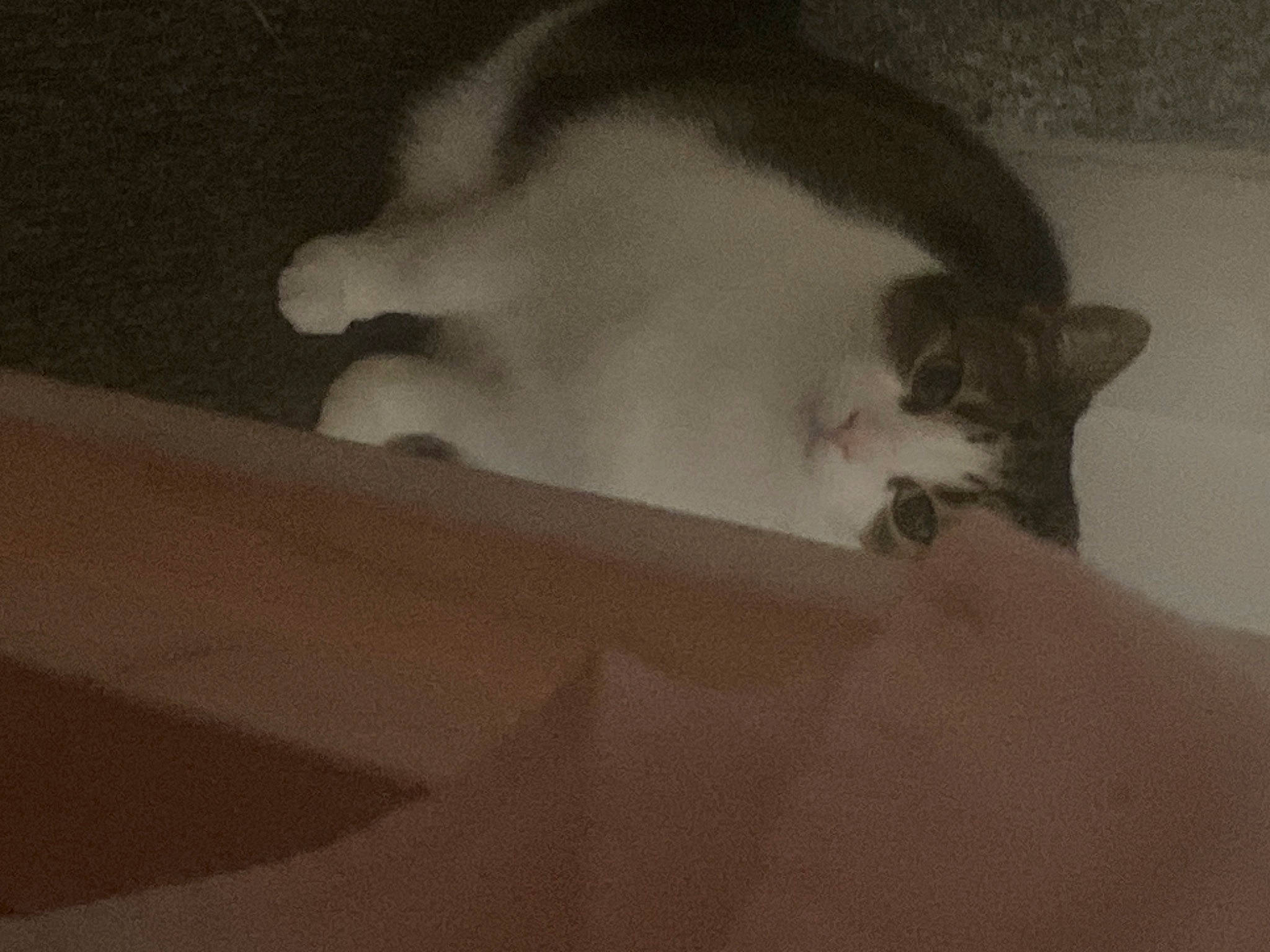 Candy joined the competition — help win amazing prizes! carnivore, cat, comfort, darkness, domestic_short_haired_cat, felidae, fur, grey, monochrome, monochrome_photography, paw, sand, shadow, small_to_medium_sized_cats, snout, tail, tints_and_shades, whiskers, wood