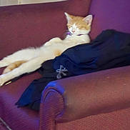 Squeaky-Ricochet is registered to the contest to win money with this photo: animal, armchair, cat, claws, collar, cozy, cute, domestic_animal, fur, furniture, indoor, mammal, orange_cat, paw, pet, relaxed, resting, sleeping, whiskers, white_cat