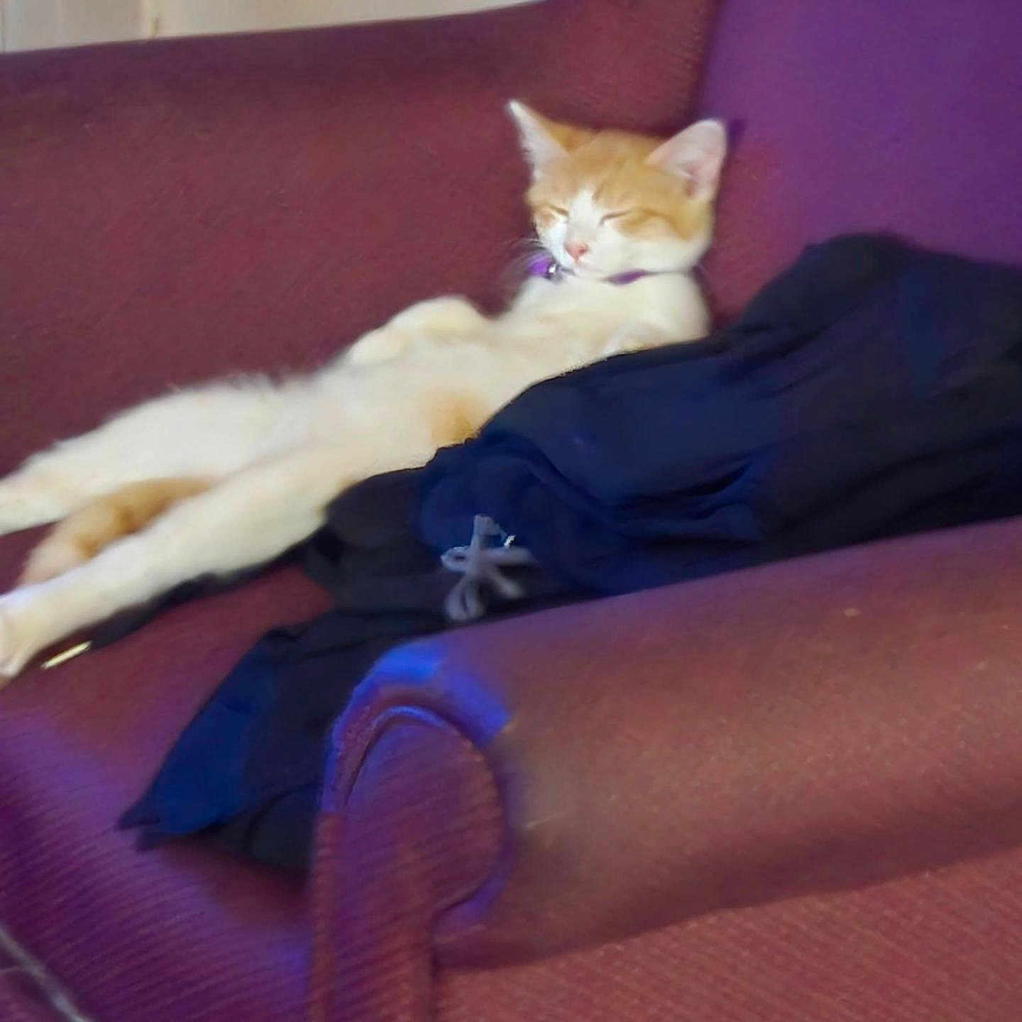 Squeaky-Ricochet is registered to the contest to win money with this photo: animal, armchair, cat, claws, collar, cozy, cute, domestic_animal, fur, furniture, indoor, mammal, orange_cat, paw, pet, relaxed, resting, sleeping, whiskers, white_cat