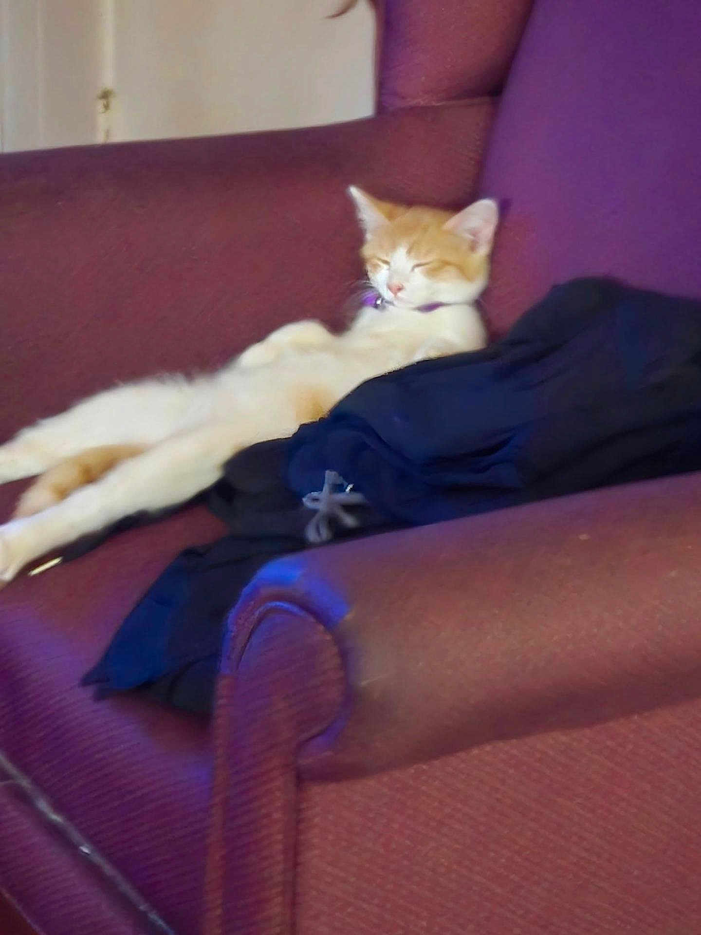 Squeaky-Ricochet is registered to the contest to win money with this photo: animal, armchair, cat, claws, collar, cozy, cute, domestic_animal, fur, furniture, indoor, mammal, orange_cat, paw, pet, relaxed, resting, sleeping, whiskers, white_cat