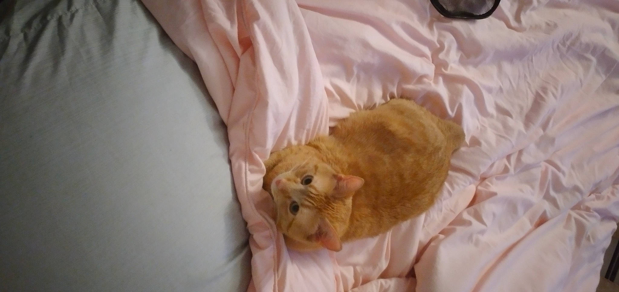 Whiskers is registered to the contest to win money with this photo: bed, canidae, carnivore, cat, claw, comfort, companion_dog, domestic_short_haired_cat, fawn, felidae, fur, linens, nap, room, small_to_medium_sized_cats, snout, sporting_group, tail, whiskers, wood