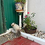 Apollon a rejoint le concours — aidez-le/la à gagner de superbes lots ! cat, fluffy, blue_eyes, flower_pot, plant_stand, rose, pink_flower, green_door, white_wall, red_brick_path, pebble_path, rusty_planter, outdoor, garden, plant, pet, curious, small_animal, nature, daylight