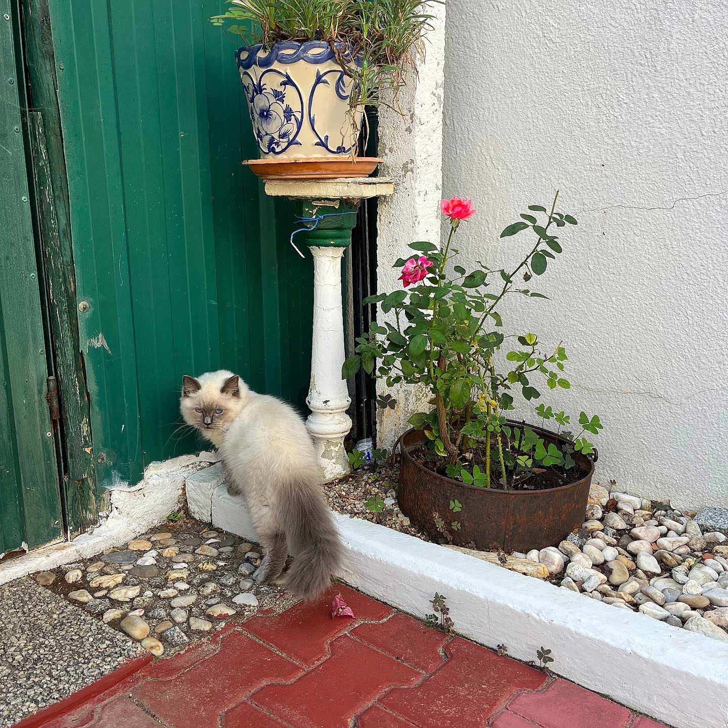 Apollon a rejoint le concours — aidez-le/la à gagner de superbes lots ! blue_eyes, cat, curious, daylight, flower_pot, fluffy, garden, green_door, nature, outdoor, pebble_path, pet, pink_flower, plant, plant_stand, red_brick_path, rose, rusty_planter, small_animal, white_wall