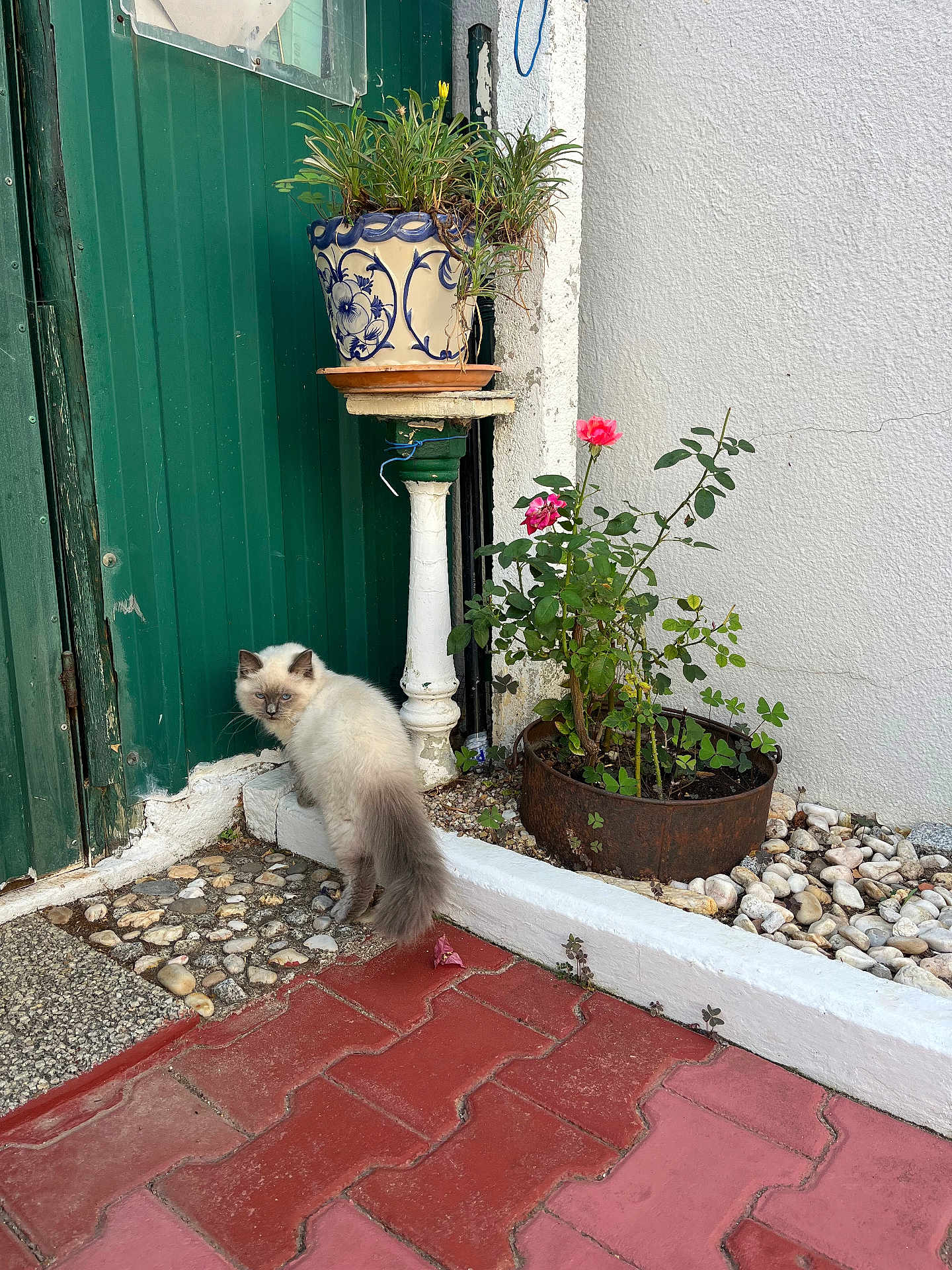 Apollon a rejoint le concours — aidez-le/la à gagner de superbes lots ! cat, fluffy, blue_eyes, flower_pot, plant_stand, rose, pink_flower, green_door, white_wall, red_brick_path, pebble_path, rusty_planter, outdoor, garden, plant, pet, curious, small_animal, nature, daylight