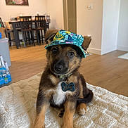 Bruno is registered to the contest to win money with this photo: puppy, dog, hat, pet, indoor, blanket, brown_fur, black_fur, cute, sitting, collar, tag, wooden_floor, dining_table, chairs, home_interior, portrait, animal, curious, cozy