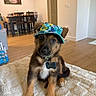 puppy, dog, hat, pet, indoor, blanket, brown_fur, black_fur, cute, sitting, collar, tag, wooden_floor, dining_table, chairs, home_interior, portrait, animal, curious, cozy