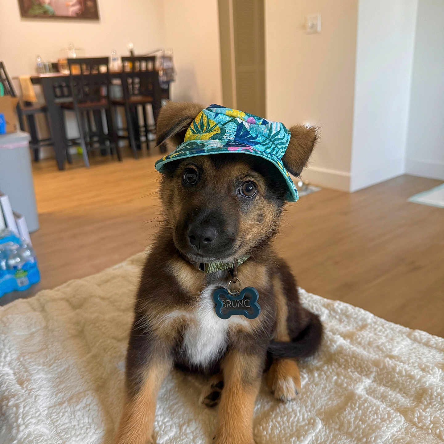 Bruno is registered to the contest to win money with this photo: puppy, dog, hat, pet, indoor, blanket, brown_fur, black_fur, cute, sitting, collar, tag, wooden_floor, dining_table, chairs, home_interior, portrait, animal, curious, cozy