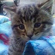 Coocoo is registered to the contest to win money with this photo: kitten, tabby, cat, close_up, outdoor, blanket, pet, animal, feline, fur, face, eyes, whiskers, cute, young, domestic_animal, grass, toy, paw, background