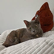 Mia a rejoint le concours — aidez-le/la à gagner de superbes lots ! animal, background, blanket, cat, cozy, cute, feline, fur, gray_cat, green_eyes, home, indoor, pet, plush_toy, relaxed, resting, soft, stuffed_animal, texture, white_blanket