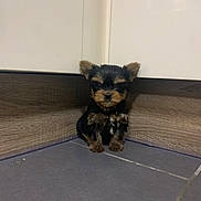 Nala a rejoint le concours — aidez-le/la à gagner de superbes lots ! puppy, dog, small_dog, floor, tile_floor, corner, kitchen, cabinet, wood_panel, black_fur, brown_fur, cute, pet, animal, indoor, young, sitting, shy, tiny, fur