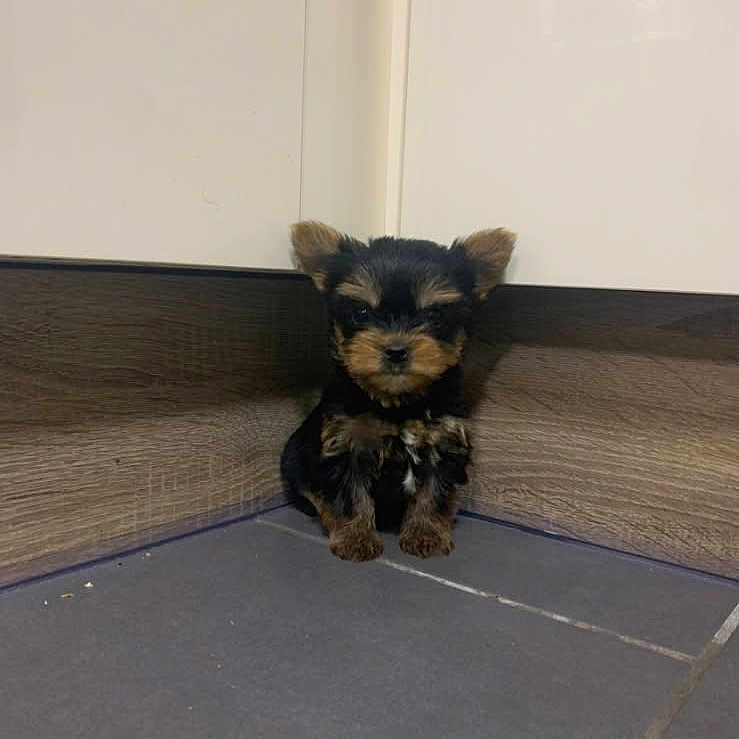 Nala a rejoint le concours — aidez-le/la à gagner de superbes lots ! animal, black_fur, brown_fur, cabinet, corner, cute, dog, floor, fur, indoor, kitchen, pet, puppy, shy, sitting, small_dog, tile_floor, tiny, wood_panel, young