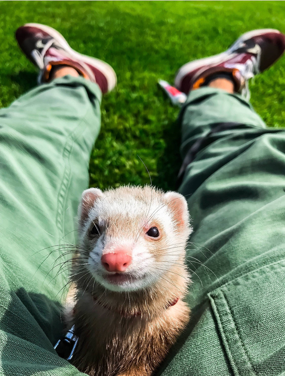 Dune participe au concours pour gagner de l'argent avec cette photo : carnivore, ferret, fur, grass, mammal, marsupial, marten, mink, mustelidae, mustelinae, polecat, snout, terrestrial_animal, vertebrate, viverridae, whiskers, wildlife