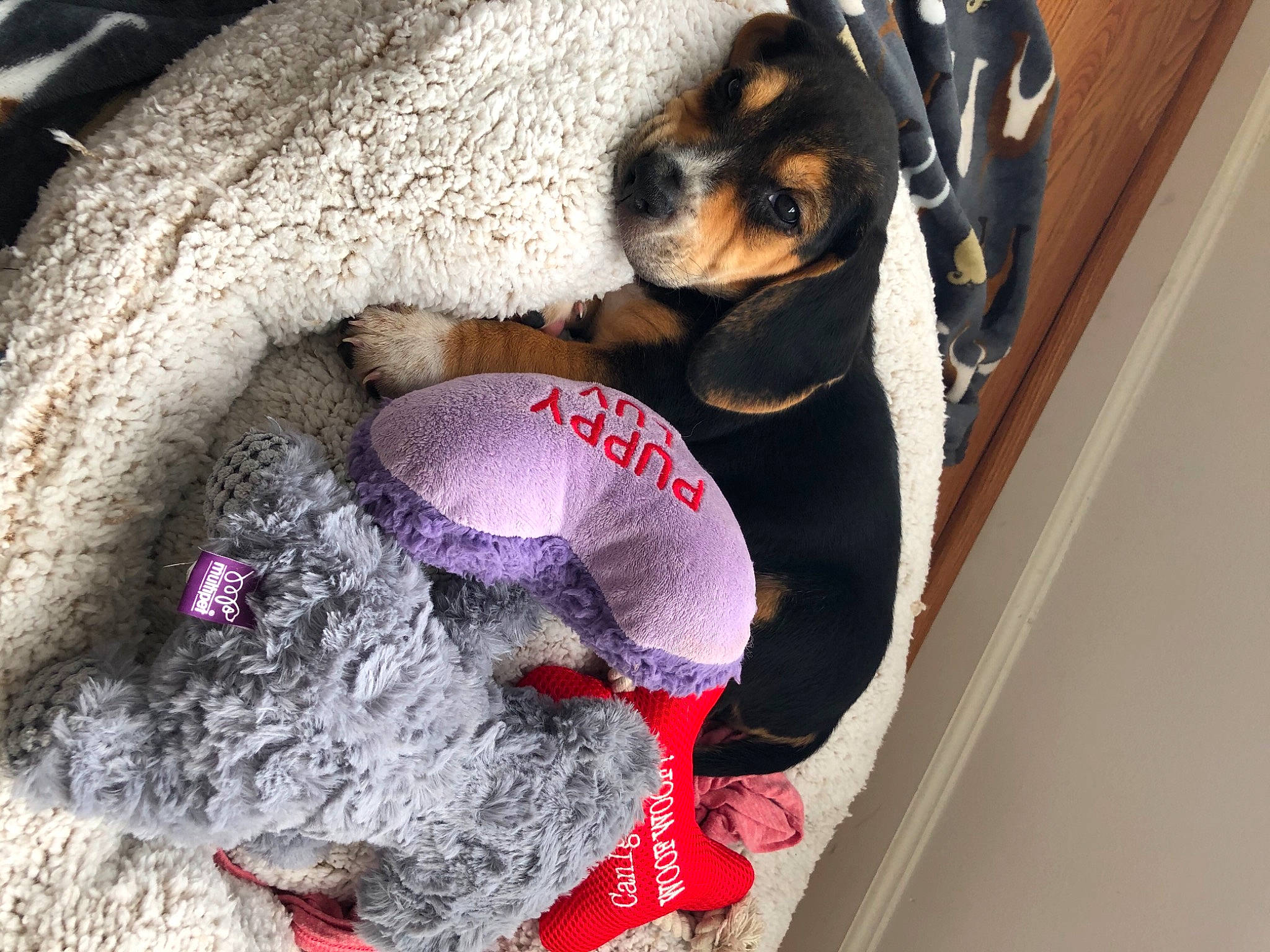 Blaze joined the competition — help win amazing prizes! black_and_tan_terrier, canidae, carmine, carnivore, companion_dog, dog, dog_bed, dog_breed, dog_supply, dog_toy, guard_dog, huntaway, paw, pet_supply, puppy, snout, sporting_group, toy_dog, working_animal, working_dog