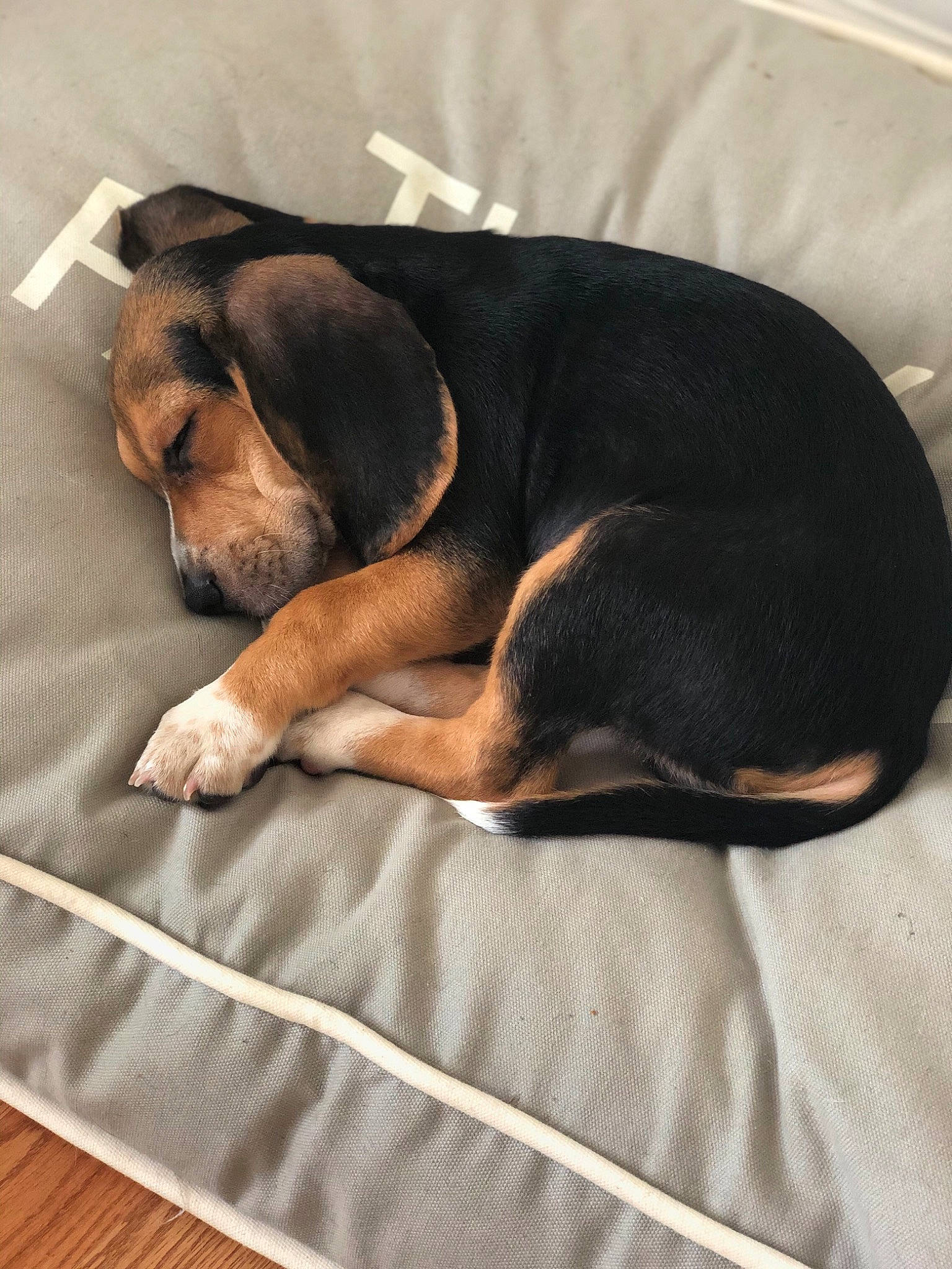 Blaze joined the competition — help win amazing prizes! brown, canidae, carnivore, comfort, companion_dog, dog, dog_bed, dog_breed, fawn, hound, linens, liver, mammal, nap, sleep, snout, vertebrate, wood_flooring, working_animal, working_dog