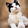 Bounty participe au concours pour gagner de l'argent avec cette photo : cat, kitten, black_and_white, green_eyes, fluffy, fur, whiskers, pink_nose, paws, toe_beans, sitting, portrait, close_up, indoors, warm_lighting, blurred_background, tuxedo_cat, cute, pet, animal