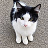 Bounty participe au concours pour gagner de l'argent avec cette photo : cat, kitten, black_and_white, tuxedo_cat, animal, pet, feline, sitting, outdoor, pavement, textured_surface, green_eyes, pink_nose, whiskers, ears, tail, fur, portrait, close_up, photography