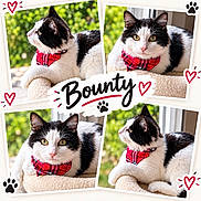 Bounty a rejoint le concours — aidez-le/la à gagner de superbes lots ! cat, black_and_white_cat, pet, feline, bandana, red_plaid, collage, portrait, close_up, sitting, lying_down, greenery, outdoor, blanket, cozy, fluffy, whiskers, yellow_eyes, paw_prints, hearts