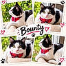 cat, black_and_white_cat, pet, feline, bandana, red_plaid, collage, portrait, close_up, sitting, lying_down, greenery, outdoor, blanket, cozy, fluffy, whiskers, yellow_eyes, paw_prints, hearts