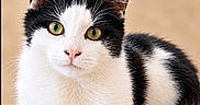 Bounty a rejoint le concours — aidez-le/la à gagner de superbes lots ! cat, black_and_white, kitten, feline, pet, animal, portrait, close_up, golden_eyes, green_eyes, whiskers, fur, fluffy, paws, sitting, lying_down, indoors, beige_background, tuxedo_cat, cute