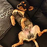Taïro participe au concours pour gagner de l'argent avec cette photo : animal, black_leather_couch, canine, comfort, companion, cozy, cute, dog, ears, fur, gray_pillow, home, indoor, lying_down, paw, pet, puppy, relaxed, resting, tail