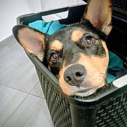 Taïro a rejoint le concours — aidez-le/la à gagner de superbes lots ! dog, laundry_basket, indoors, pet, ears, curious, black_fur, brown_fur, floor_tiles, close_up, animal, cute, looking, head, container, household, domestic, portrait, resting, cozy