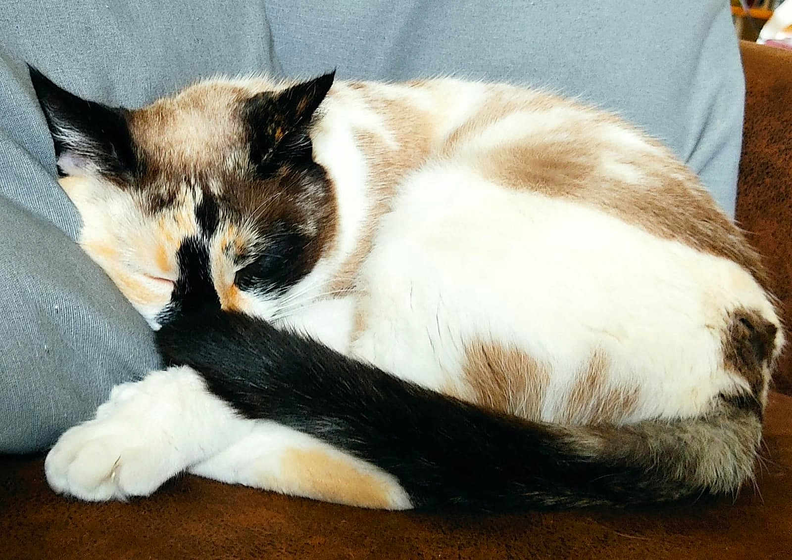 Oreo