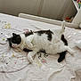 cat, black_and_white, bed, bedspread, pattern, indoor, relaxed, fluffy, pet, feline, paw, fur, resting, cozy, animal, cute, sleepy, home, comfort, lazy