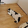 cat, indoor, wooden_floor, black_and_white, relaxed, sprawled, pet, animal, floor, door, foosball_table, bag, furniture, domestic, cute, sleeping, fur, whiskers, paws, cozy