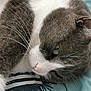 cat, gray_cat, white_cat, close_up, whiskers, fur, pet, animal, relaxed, lying_down, face, eye, nose, pink_nose, ear, indoor, fabric, pattern, blue, cozy
