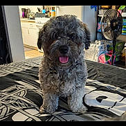 Benji joined the competition — help win amazing prizes! dog, puppy, fluffy, gray_fur, curly_fur, tongue_out, pet, animal, portrait, standing, bed, bedroom, indoors, home, kitchen, fan, household, patterned_blanket, collar, happy