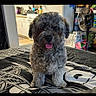 dog, puppy, fluffy, gray_fur, curly_fur, tongue_out, pet, animal, portrait, standing, bed, bedroom, indoors, home, kitchen, fan, household, patterned_blanket, collar, happy