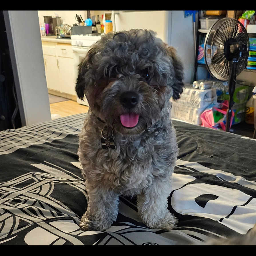 Benji