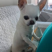 Poupoune participe au concours pour gagner de l'argent avec cette photo : dog, chihuahua, small_dog, white_dog, pet, indoor, couch, pillow, ears, cute, animal, companion, looking, front_view, domestic, furniture, cozy, home, curious, sitting